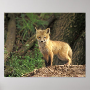 Affiche Poupe Renard Rouge devant la tanière (Vulpes vulpe