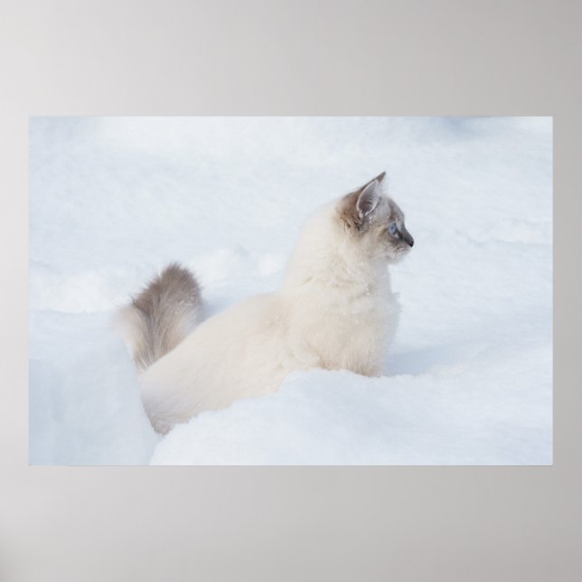 Affiche Poupée dans l'affiche de neige (Devant)