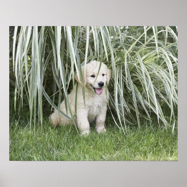 Affiche Poupée Goldendoodle assise sous de hautes herbes (Devant)