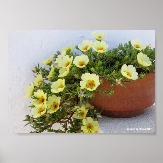Affiche Pourpier à Rose Mousseuse, Plante à Fleurs Succule (Devant)