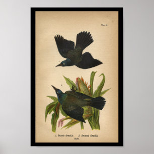 Affiche Pourpre 1890 d'impression d'oiseau Grackle