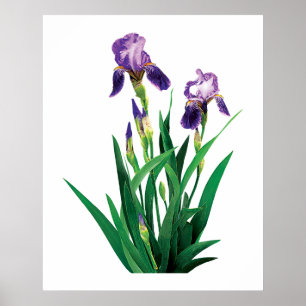 Affiche pourpre de deux iris