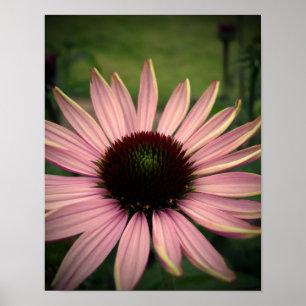 Affiche Pourpre de fleur d'echinacée