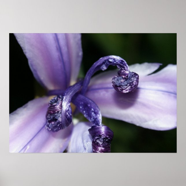 Affiche pourpre d'iris (Devant)