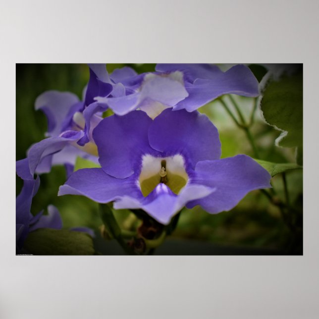 Affiche Pourpre et vert, (Devant)