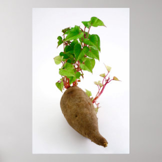 Affiche Pousses plantes de pommes de terre douces