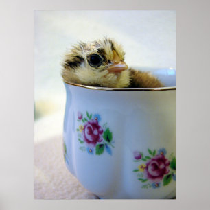 Affiche Poussin Easter Egger dans une Tasse