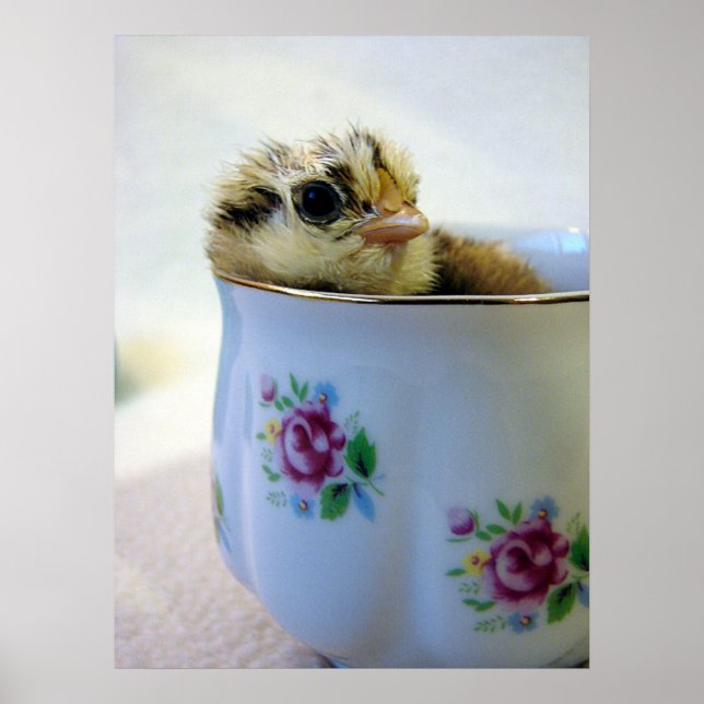 Affiche Poussin Easter Egger dans une Tasse (Devant)