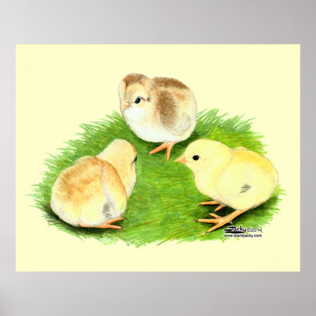 Affiche Poussins Aseel Wheaten (Devant)