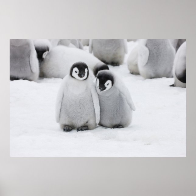 Affiche Poussins de manchots empereurs sur la glace en Ant (Devant)