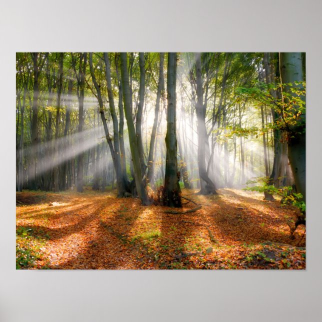 Affiche Poutres de soleil dans une forêt de hêtres brumeux (Devant)