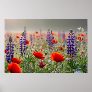 Affiche Prairie de Coquelicots et de Lupins à l'Aube