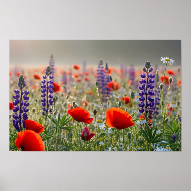 Affiche Prairie de Coquelicots et de Lupins à l'Aube (Devant)