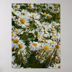 Affiche Prairie de fleurs heureuse - Marguerite souriante