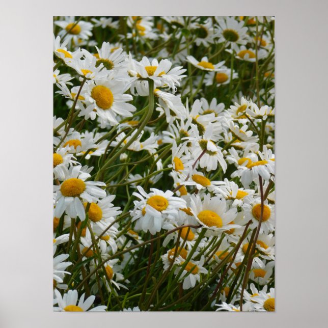 Affiche Prairie de fleurs heureuse - Marguerite souriante  (Devant)