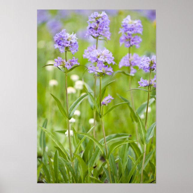 Affiche Prairie de fleurs sauvages de penstemon dans la (Devant)