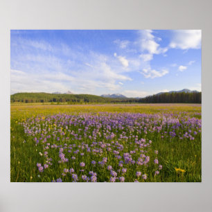 Affiche Prairie de fleurs sauvages de penstemon dans la