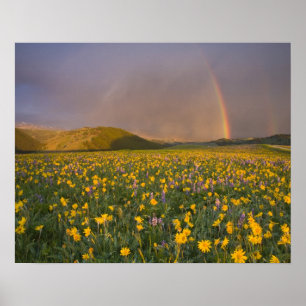 Affiche Prairie de fleurs sauvages spectaculaire au lever 
