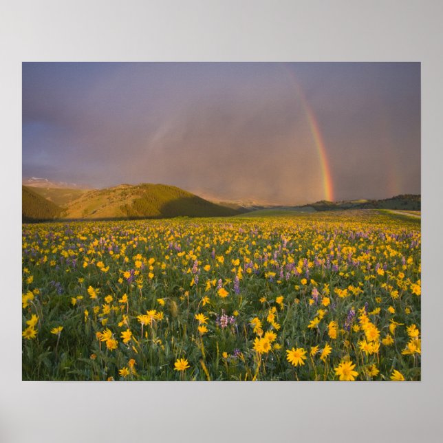 Affiche Prairie de fleurs sauvages spectaculaire au lever  (Devant)