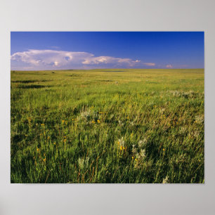 Affiche Prairie de graminées courtes dans le nord-est éloi