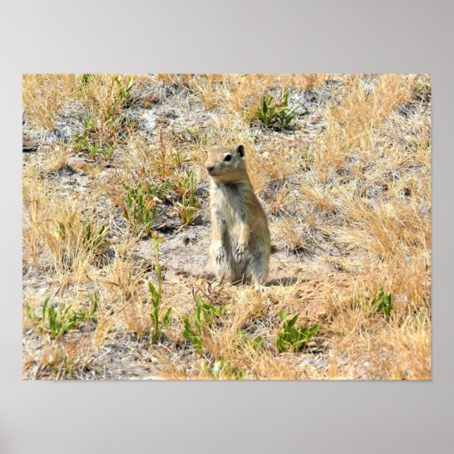 Affiche Prairie Dog in Yosemite (Devant)