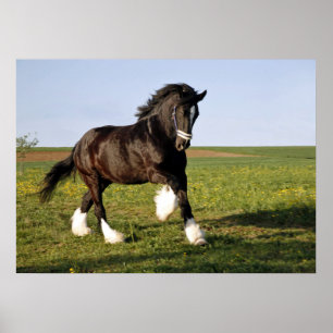 Affiche Prancing Clydesdale