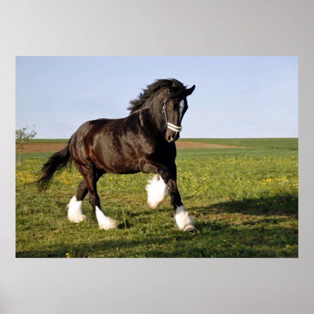 Affiche Prancing Clydesdale (Devant)