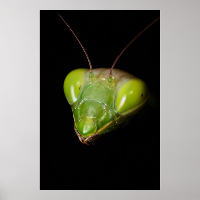 Affiche Praying mantis (Devant)