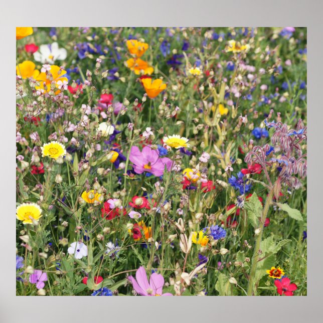 Affiche Pré fleur sauvage coloré, motif vibrant. (Devant)