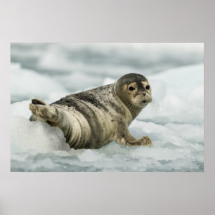 Affiche Precious Baby Seal