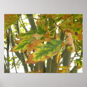 Affiche Premier signe d'automne