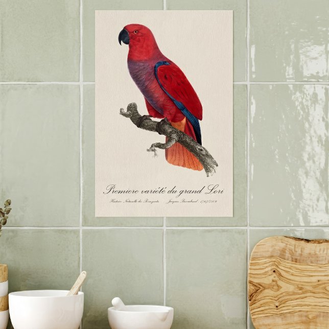 Affiche Premiere variete du grand Lori / Eclectus perroque (Vosmaer Eclectus Parrot, Eclectus Roratus Vosmaeri. Poster)