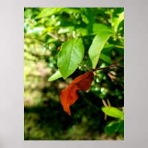 Premiers signes de l'affiche d'automne Imprimer