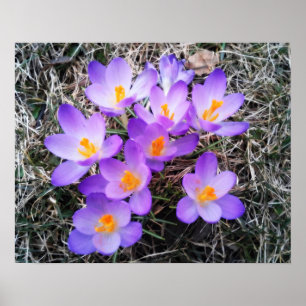 AFFICHE PREMIERS SIGNES DU PRINTEMPS