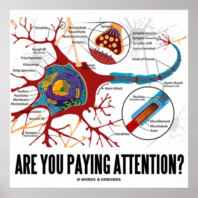 Affiche Prends-Tu Attention ? (Neuron / Synapse) (Devant)
