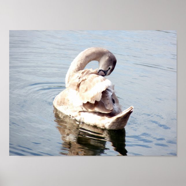 Affiche Prépare du cygnet cygne (Devant)