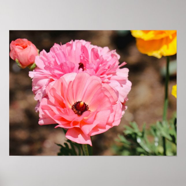 Affiche Presse en rose (Devant)