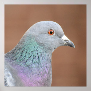 Affiche Pretty Pigeon 