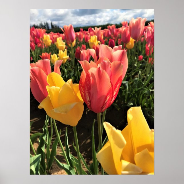 Affiche Pretty Spring Tulips in a Field, Oregon (Devant)