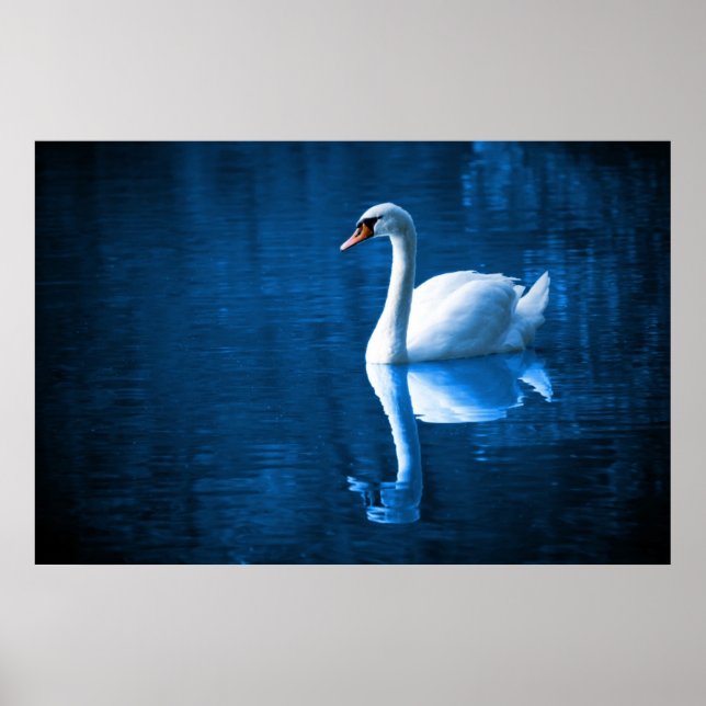 Affiche Pretty white swan floating on blue lake (Devant)