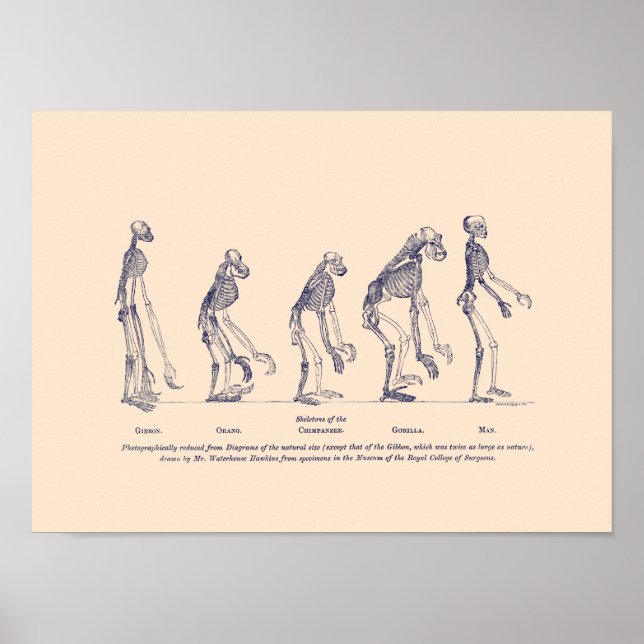 Affiche Preuve de la place de l’homme dans la nature (Devant)