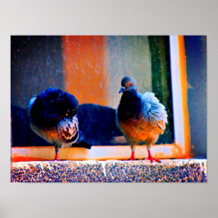 Affiche Prévenir les pigeons