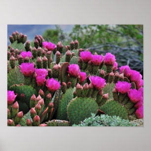 Affiche Prickle Pear Cactus en Bloom Père Noël Fe NM