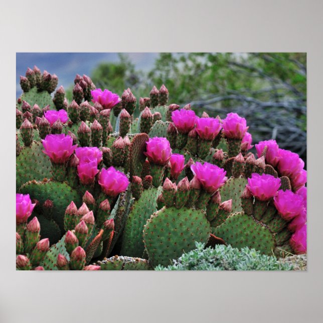 Affiche Prickle Pear Cactus en Bloom Père Noël Fe NM (Devant)