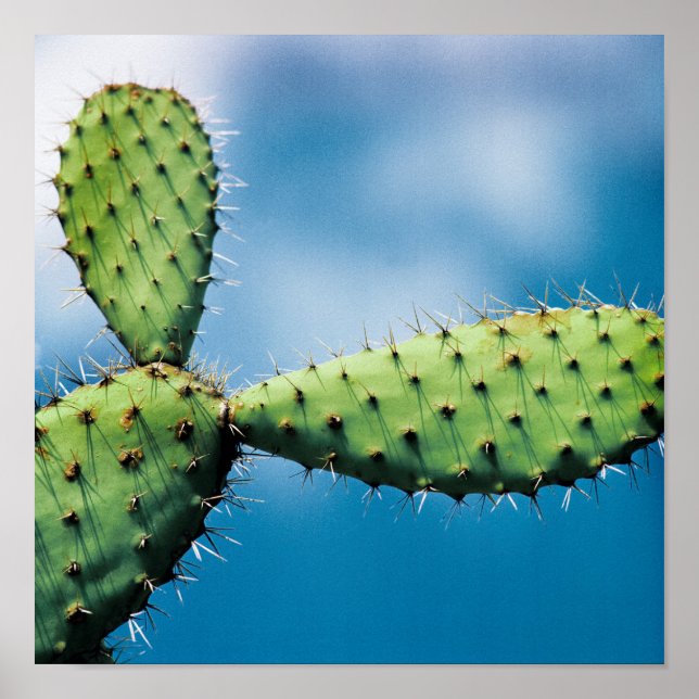 Affiche Prickley Cactus (Devant)
