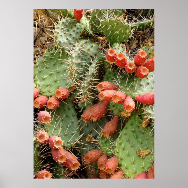 Affiche Prickly Pear Cactus (Devant)
