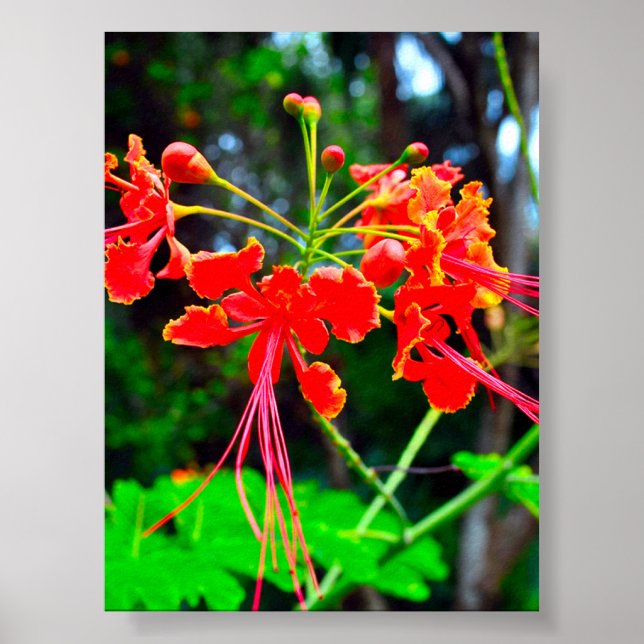 Affiche Pride of Barbados Stretched Canvas Print (Devant)
