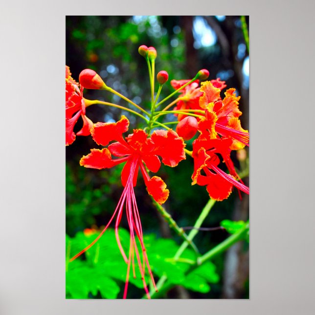 Affiche Pride of Barbados Stretched Canvas Print (Devant)