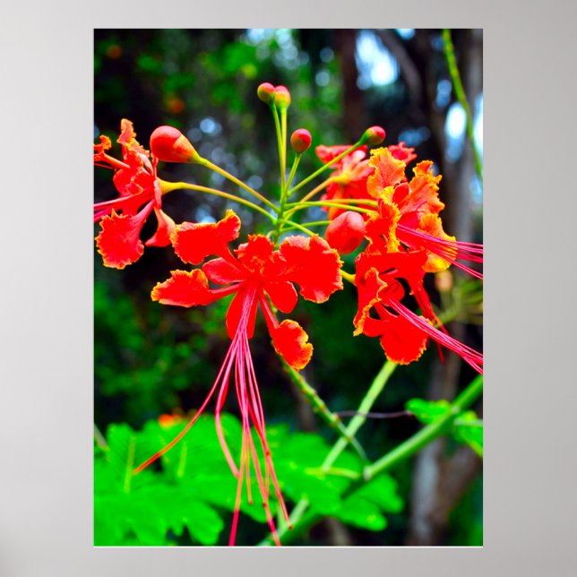 Affiche Pride of Barbados Stretched Canvas Print (Devant)