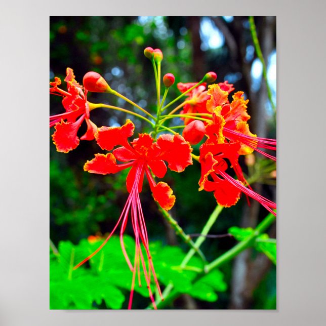 Affiche Pride of Barbados Stretched Canvas Print (Devant)